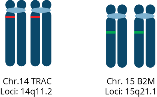 KromaTiD CAR-T Genomic Loci Edits